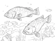 Нассау морський окунь