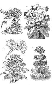Настурція (tropaeolum lobbianum), глоксинія гібридна (gloxinia hybrida), китайська примула (primula sinensis fimbriata), японська примула (primula japonica)