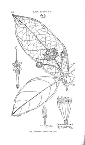 Nauclea gordoniana