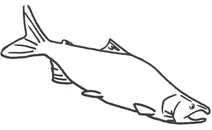 Нерка (sockeye salmon)