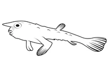 Нетопир короткорилий (ogcocephalus darwini)