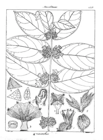 Neuracanthus lawii