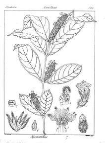 Neuracanthus trinervius