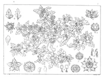 Neurada procumbens