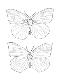 Німфаліда junonia coenia