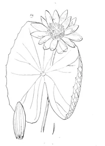 Nymphaea lotus