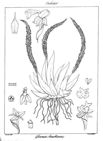 Oberonia arnottiana