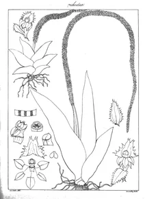 Oberonia denticulata wight