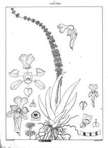 Oberonia verticillata