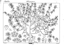 Obione stocksii