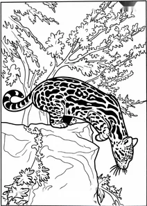 Ocelot from central america
