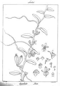 Oeceoclades tenera