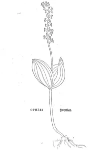 Офріс