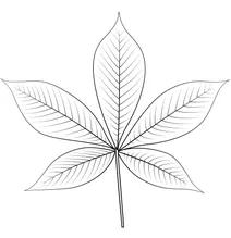 Огайський бакаєвий лист