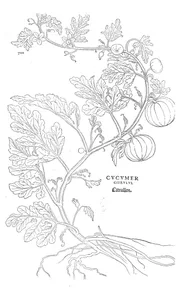 Огірок citrulus