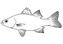 Окунь білий (morone americana)
