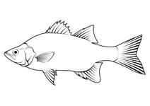 Окунь білий (morone chrysops)