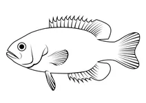 Окунь кам’яний (ambloplites rupestris)