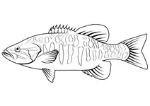 Окунь малоротий (micropterus dolomieu)