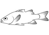 Окунь жовтий (perca flavescens)
