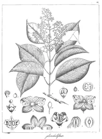 Olea glandulifera