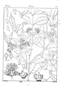 Olea linocierodes