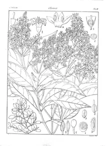 Olea robusta та uysiania robusta