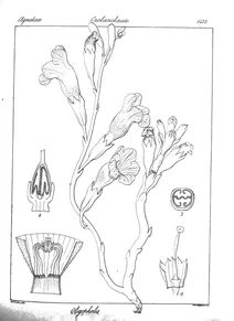 Oligopholis tubulosa