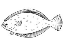 Оливкова камбала (paralichthys olivaceus)