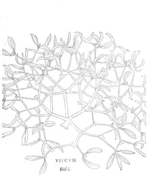 Омела (viscum)