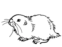 Ондатра