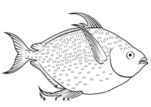 Опах (місячна риба) (lampris guttatus)