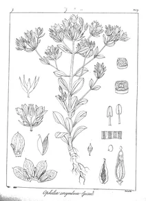 Ophelia corymbosa