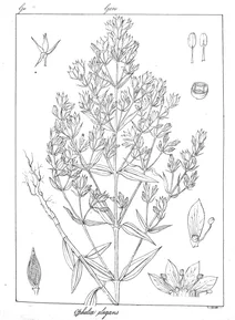 Ophelia elegans