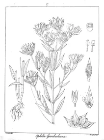 Ophelia grisebachiana