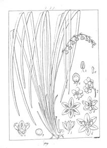 Ophiopogon indicus