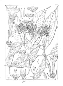 Ophiorrhiza eriantha