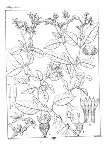 Ophiorrhiza harrisonii
