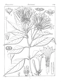 Ophiorrhiza roxburghiana