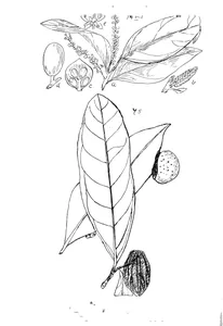 Opilia amentacea та apodytes brachystylis