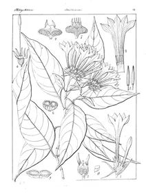 Opiorrhiza grandiflora