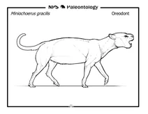Ореонт (miniochoerus gracilis)