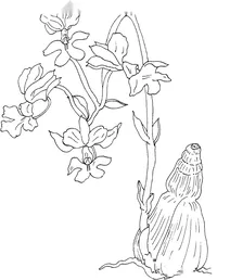 Орхідея каланта (calanthe vestita)