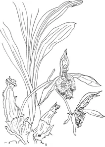Орхідея катасетум (catasetum saccatum)