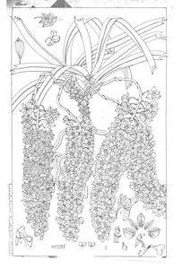 Орхідея (orchidea)