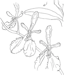 Орхідея ренантера(renanthera imschootiana)