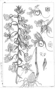 Орхідні (orchideae)