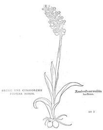 Орхіс/cynosorchis фоеміна — мала форма