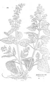 Orminum sativum