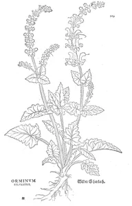 Orminum sylvestre